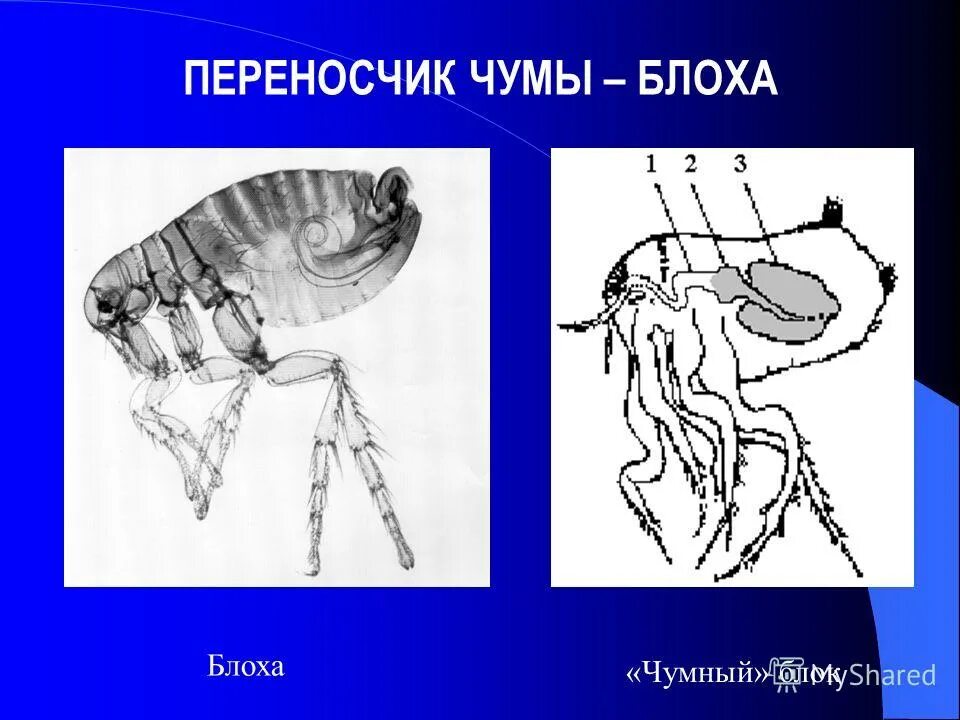 Трансмиссивный переносчики возбудителей заболеваний. Переносчик возбудитель бубонной чумы. Источник инфекции чумы. Возбудитель чумы эпидемиология. Переносчик чумы какое.