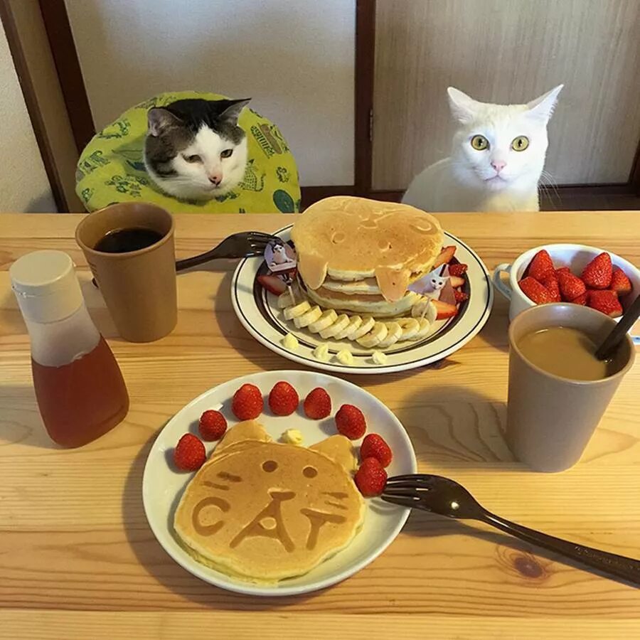 Собираюсь пообедать. Завтрак с котиками. Котик с едой. Смешной завтрак. Кот завтракает.