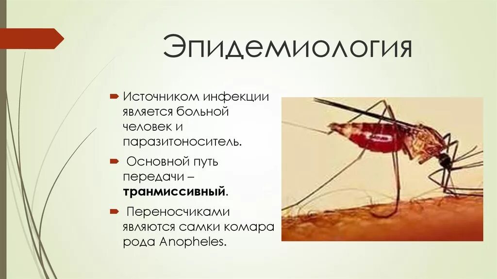 Заражение человека малярией происходит. Малярийный комар при укусе. Малярийный комар пути заражения. Малярия эпидемиология. Малярийный комар возбудитель переносчик.