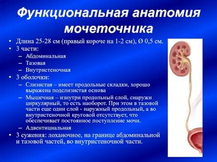 Диаметр мочеточника