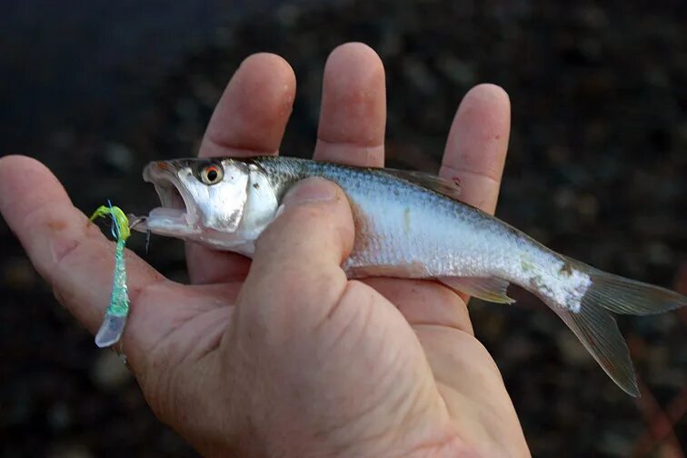 какая мелкая. салака живая. какая мелкая. каспийский пузанок. полярная чайка сообщение.