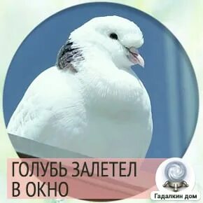 Сонник залетел
