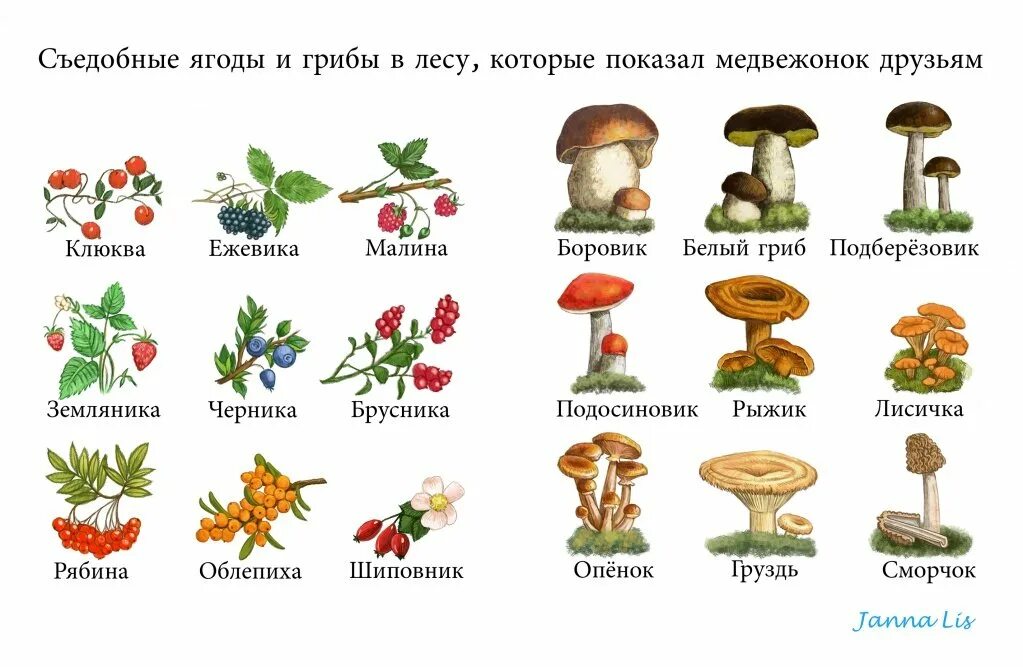 Съедобные и несъедобные грибы рисунок. Съедобные и несъедобные грибы и ягоды для детей. иллюстрации грибы съедобные и несъедобные.