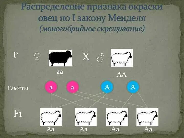 Схема скрещивания овец. Скрещивание овец. Типы скрещивания в животноводстве таблица. Таблица скрещивания овец. Как скрещивать палов