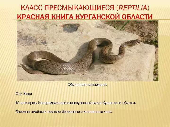 Рептилия которая занесена в международную красную книгу. Рептилия которая занесена в международную красную книгу