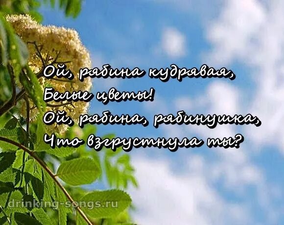 Уральская Рябинушка текст. Уральскаямрябинушка текст. Слова рябина кудрявая текст. Слова рябина Рябинушка. Песня кудряшки текст