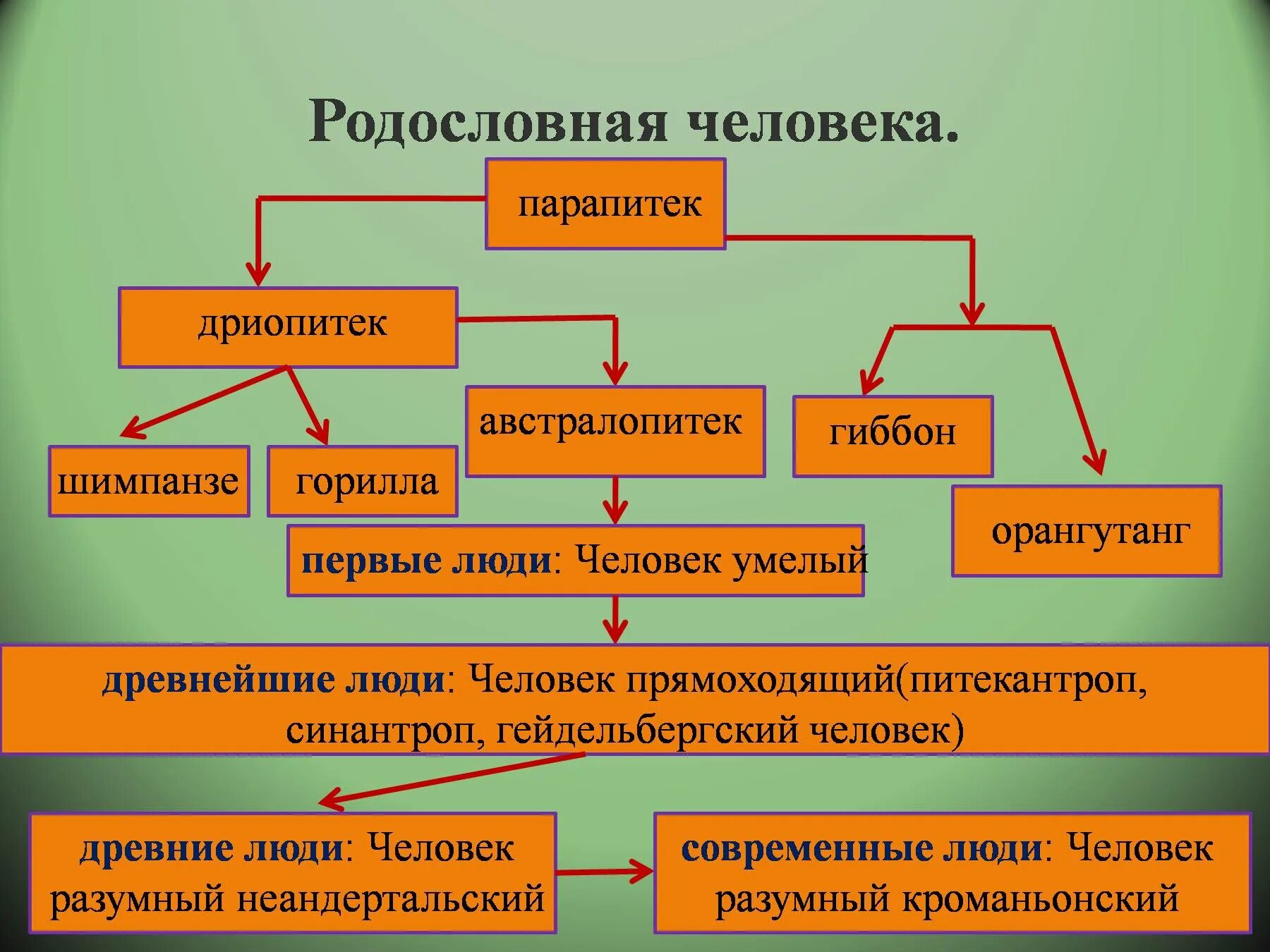 Родословная биология 11 класс. Схема происхождения человека. Схема биологического развития человека. Родословная человека. Эволюция человека презентация.