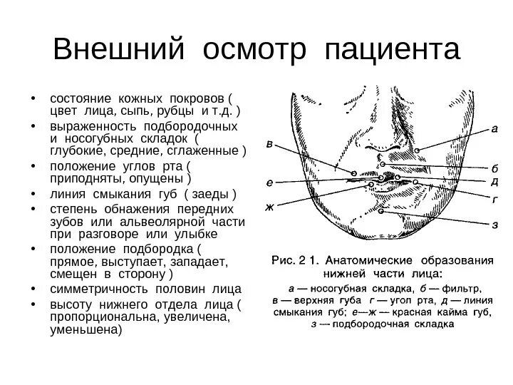 Левый угол рта. Осмотр красной каймы губ. Строение красной каймы губ.