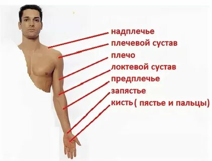 Плечо на теле человека
