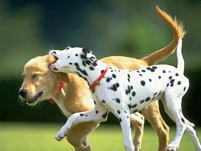 Лабрадором ретриверо щенок. Домашних животных про собак. Собачьи наушники. Две собаки. Обои с собаками.