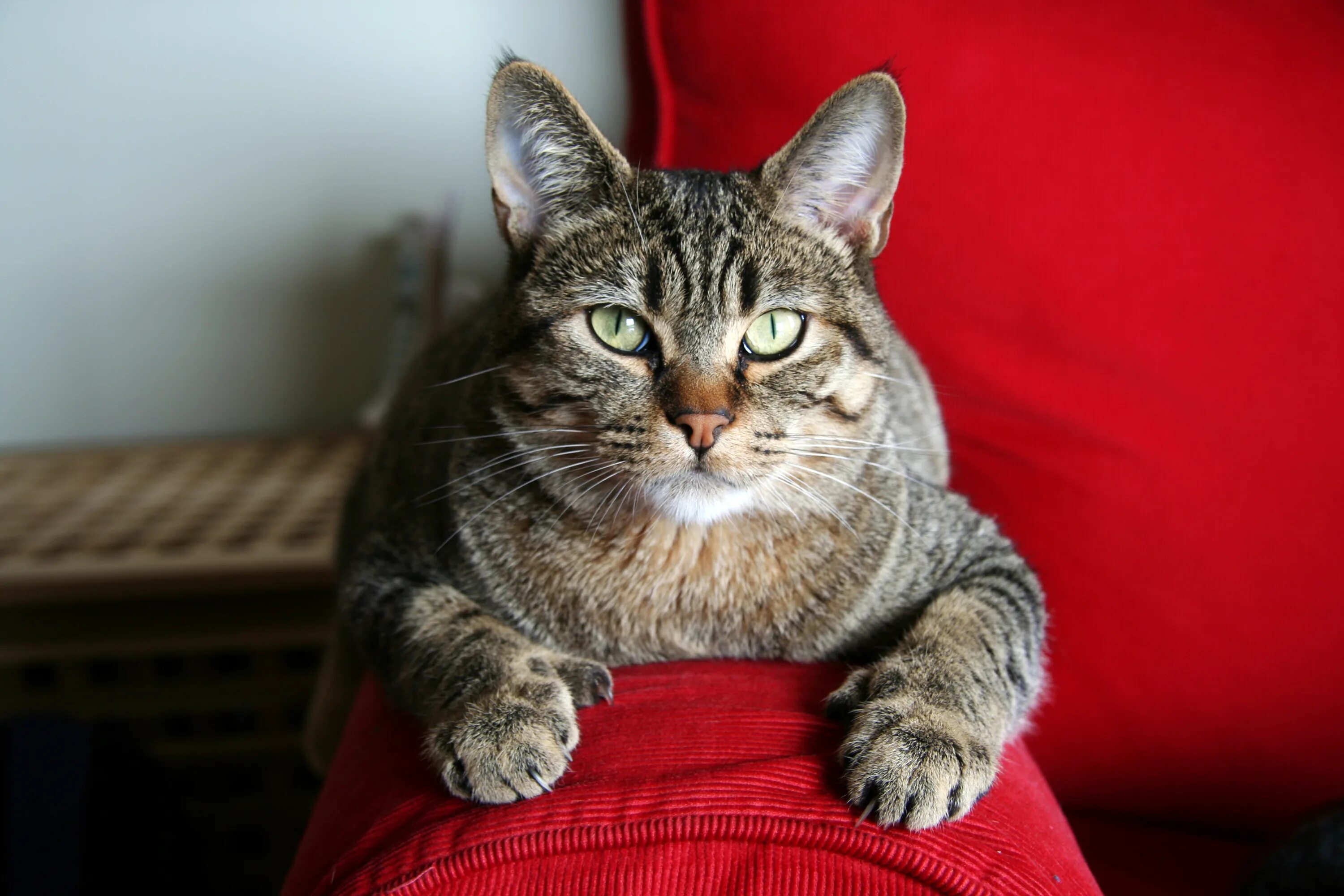 Порода пиксибоб. Пиксибоб кошка. Европейская короткошерстная кошка. Пикси-Боб Мейн кун. Взрослая кошечка