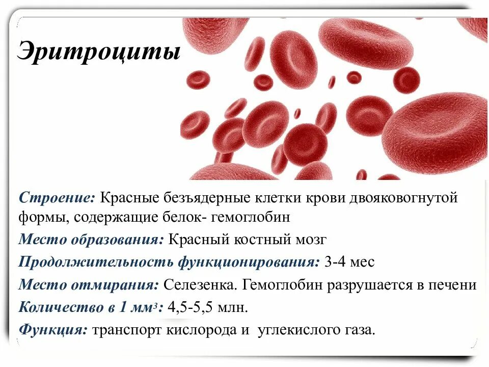 Высокое содержание в крови. Строение эритроцитов физиология. Строение эритроцитов млекопитающих. Эритроциты строение кратко. Эритроцит схема строения.