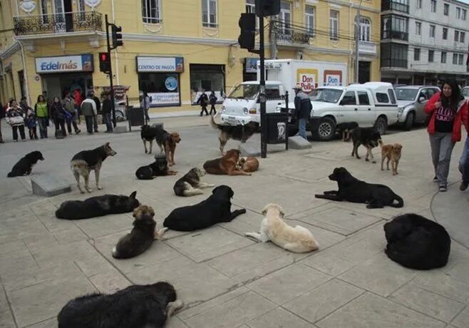 Peta организация по защите животных. зоопарк фильм 2007. датский зоопарк жираф мариус. Animal planet. люди животные в европе.