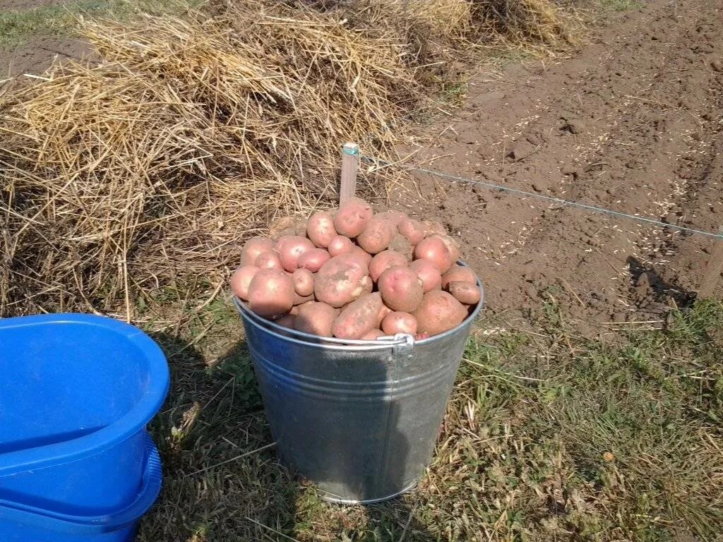 Можно ли сыпать картошку. Картофель розарасеменой. Способы посадки картофеля. Китайский метод посадки картофеля. Выращивание картофеля в ведрах.