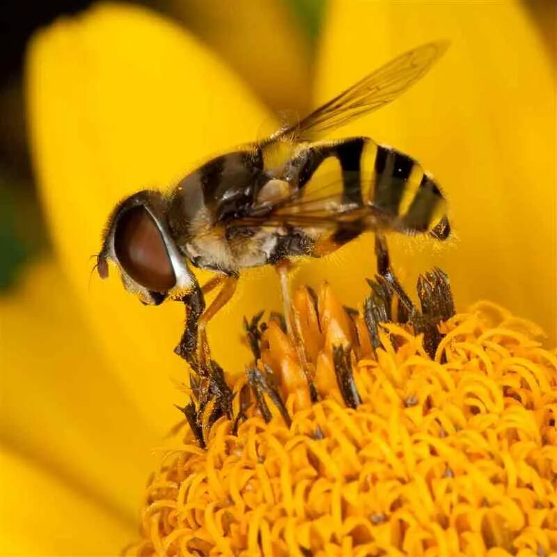 серая горная кавказская порода пчел. характеристики пород пчел. название пчел. пчеломатка среднерусская. шмелиный трутень.