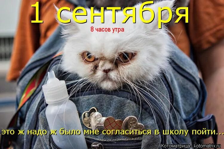 Ну в школу пойду