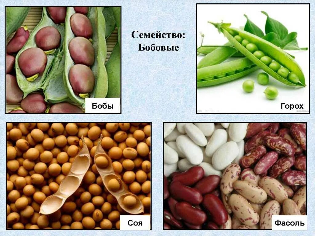 Семейство бобовых виды. Бобовые фасоль (семейство/род/класс............). Семейство Мотыльковые фасоль. Растения семейства бобовых. Представители семейства Боб.