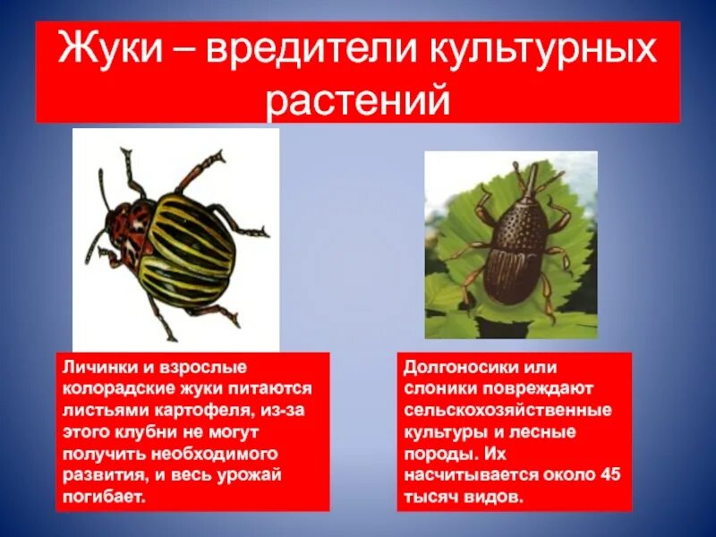 К насекомым вредителям относится. Колорадский Жук питается личинками. Вредители культурных растений. Кладка яиц колорадского жука. Насекомые вредители культурных растений доклад.