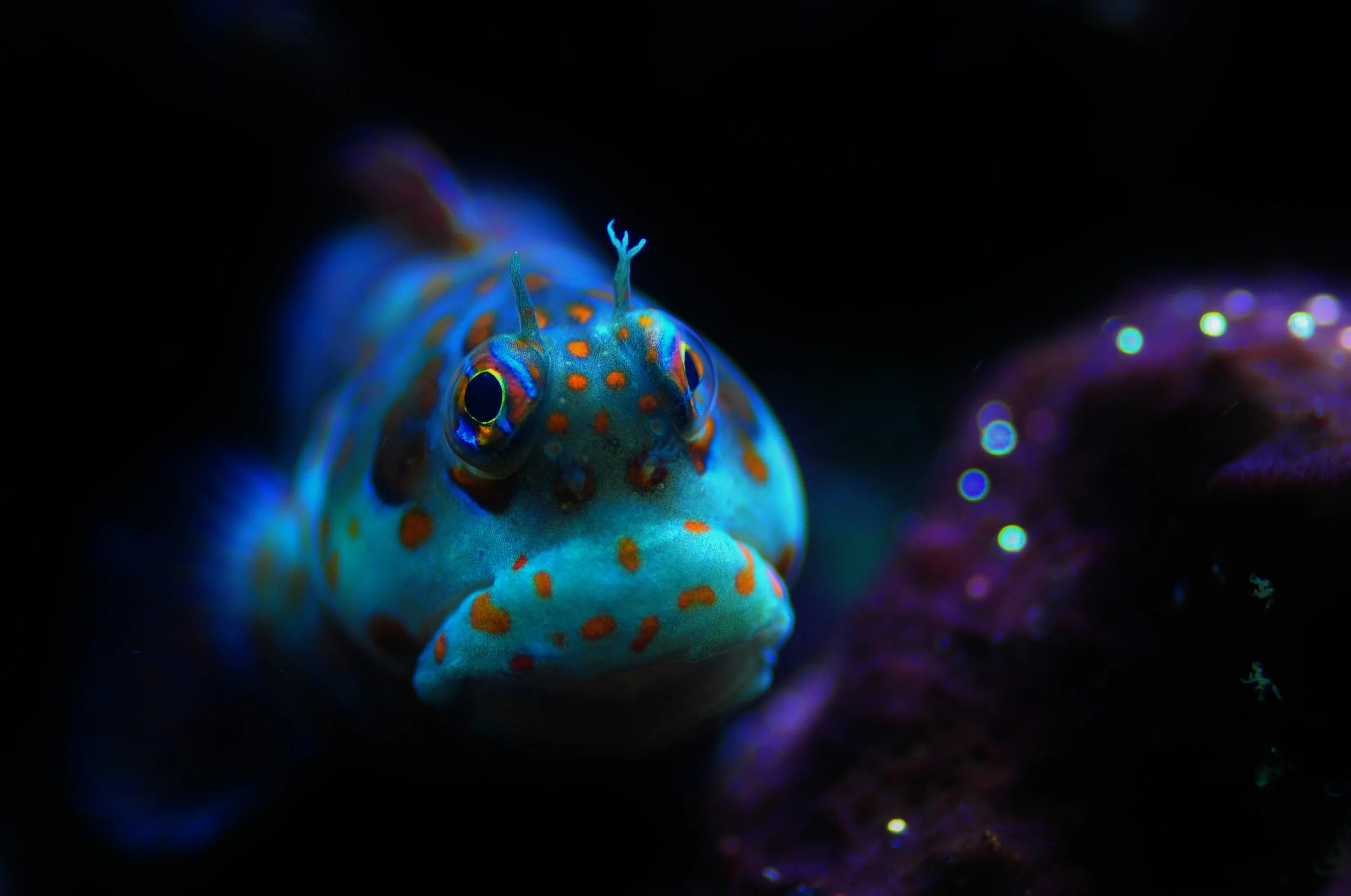 Морские ночные животные. Рыбки на черном фоне. Чёрно фиолетовая рыба. Чёрно-фиолетовая рыбка.
