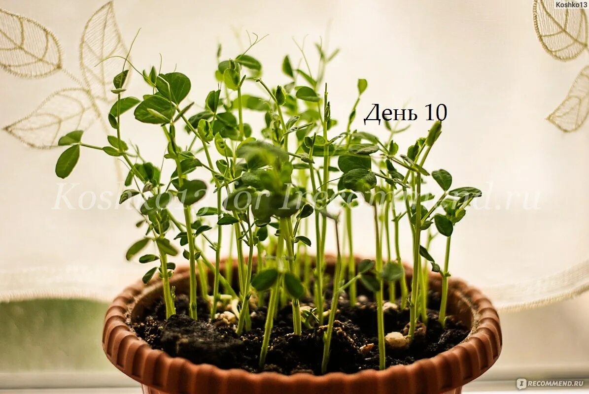 горшок в горошек. горох растет в горшке. микрозелень гороха. цветочные горшки в горошек. цветочные горшки цветные в горошек.