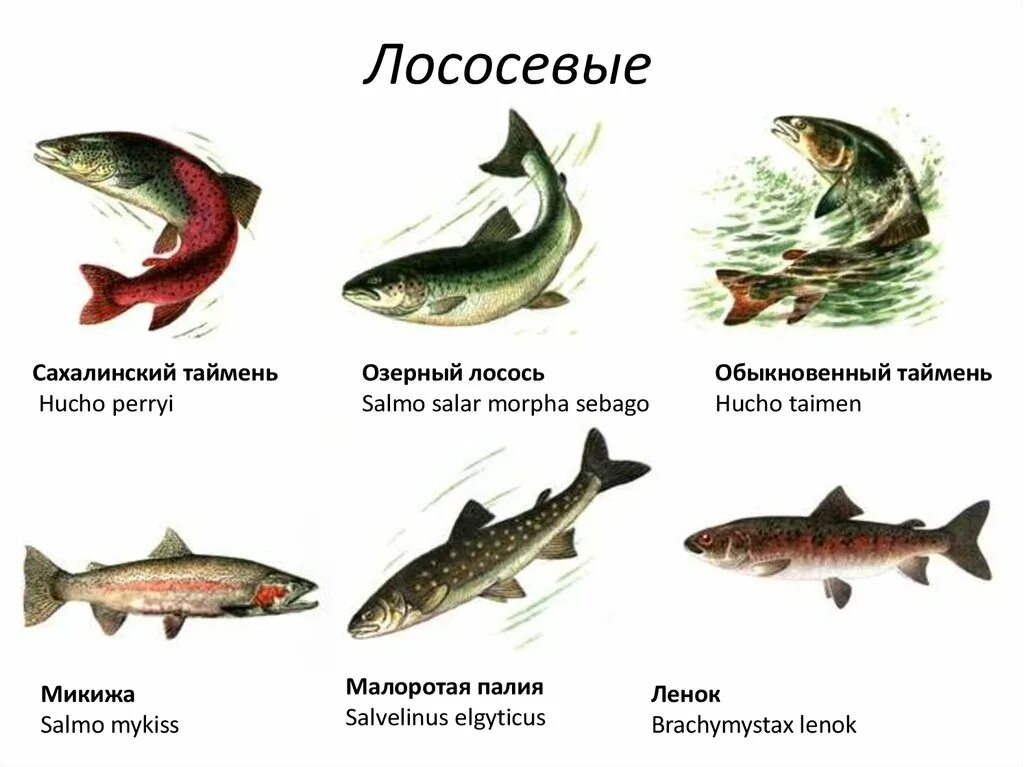 Какие рыбы лососевые. Семейство лососевых рыб список. Речная рыба семейства лососевых. Лососевые рыбы названия. Разновидность рыб семейства лососевых.