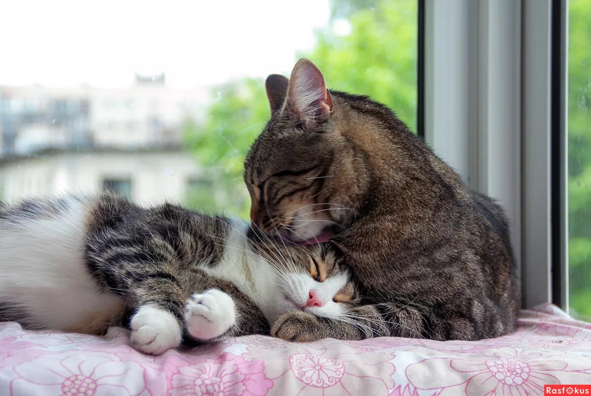 Котики обнимаются. Кошки обнимашки. Два котика. Кошки любовь. Кошки спят вместе