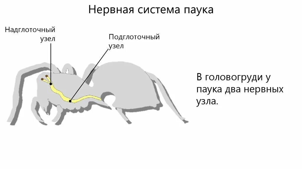 Тип нервной системы у паукообразных. Нервная система паукообразных. нервная система паука крестовика. нервная система паукообразных схема. строение паукообразных нервная система.