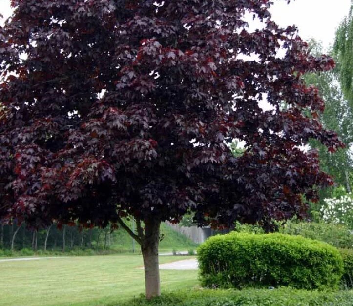 Береза повислая роял фрост. Клен атропурпуреа. Бук пурпуреа пендула. Скумпия роял перпл. Скумпия краснолистная.