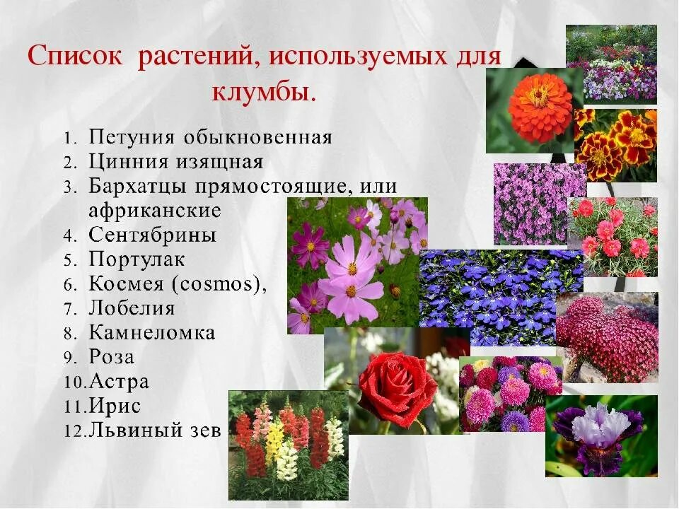 Растения города декоративное цветоводство 7 класс урок. Многолетние декоративные растения. Цветочно-декоративные растения. Многолетние цветочные культуры. Однолетние растения.