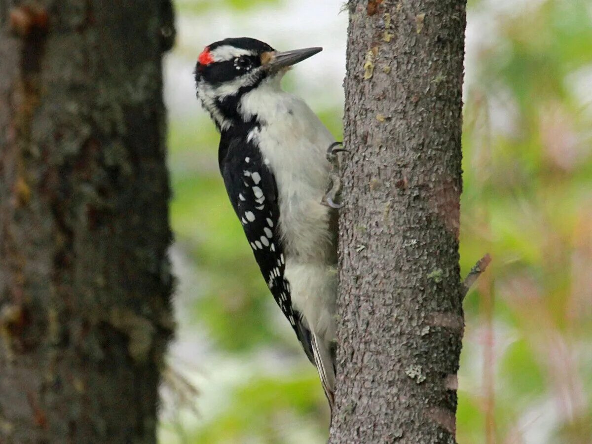 Woodpecker москва. Woodpecker москва. Птицы аризоны. Скайлер woodpecker. Белоклювый дятел.