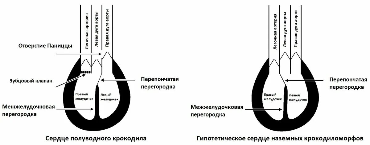 Сердце у крокодила состоит. Строение сердца крокодилов. Схема строения сердца крокодила. Сердце крокодила строение. Кровеносная система крокодила.