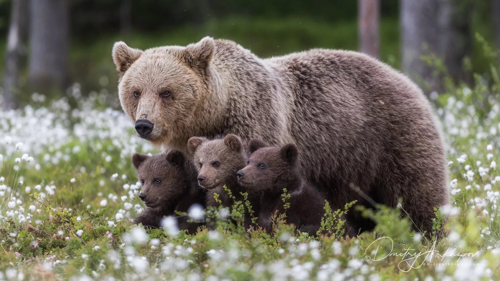 медвежьи фамилии
