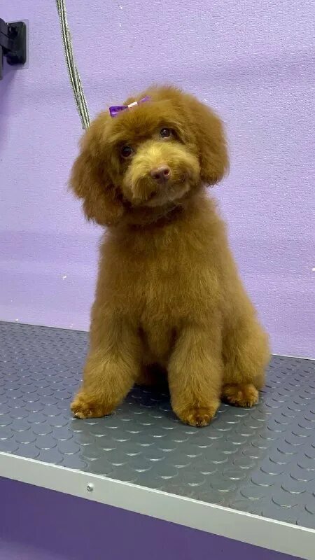 пушистый рай 2024. фф пушистый рай. пушистый рай 2024. пушистый рай. пушистый рай нема.