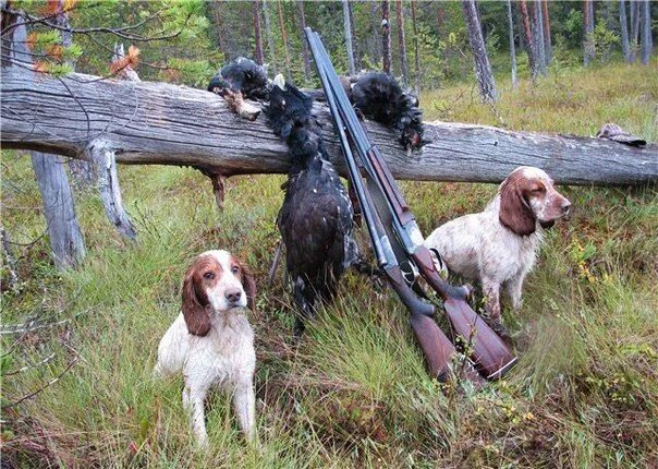 Покажи фотографии охотничьих собак Buckeye Pheasant Hunting Preserve, товары для охоты, штат Огайо, Монтгомери-Каун
