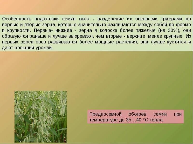 Задачи овса. Условия возделывания овса. Особенности выращивания овса. Овес условия произрастания. Технология возделывания овса.