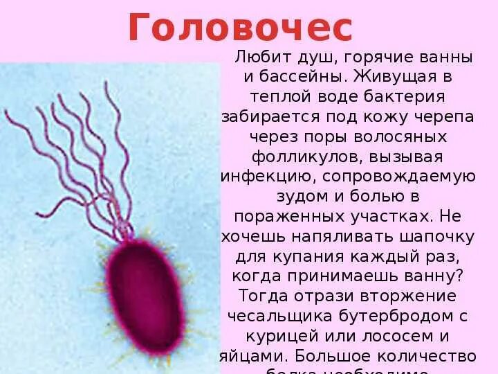 Бактерии сообщение кратко. Сообщение по биологии про бактерии. Сообщение о бактерии 5 класс по биологии. Сообщение о бактериях. Рассказ о бактериях.