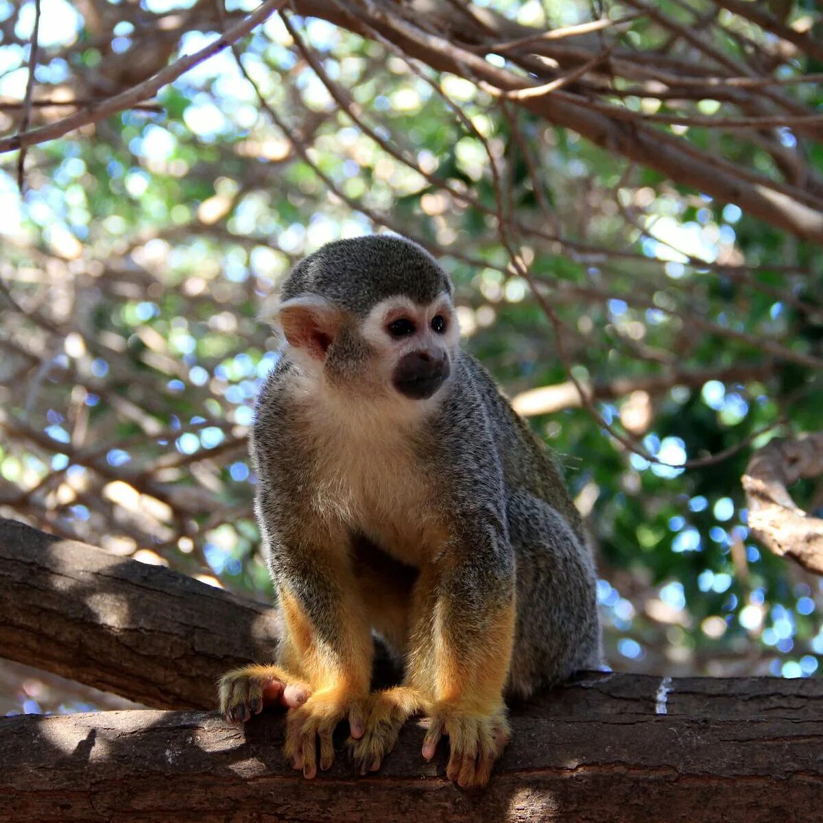 Манка парк. Monkey парк. манки парк мари. обезьяна в парке. monkey park tenerife.