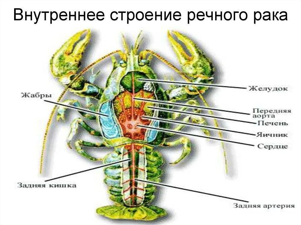 Рассмотрите речного рака. Класс ракообразные. Речной рак.внутреннее строение. Ракообразные схема органов. Внутренне строение ракообразных. Строение ракообразных схема.