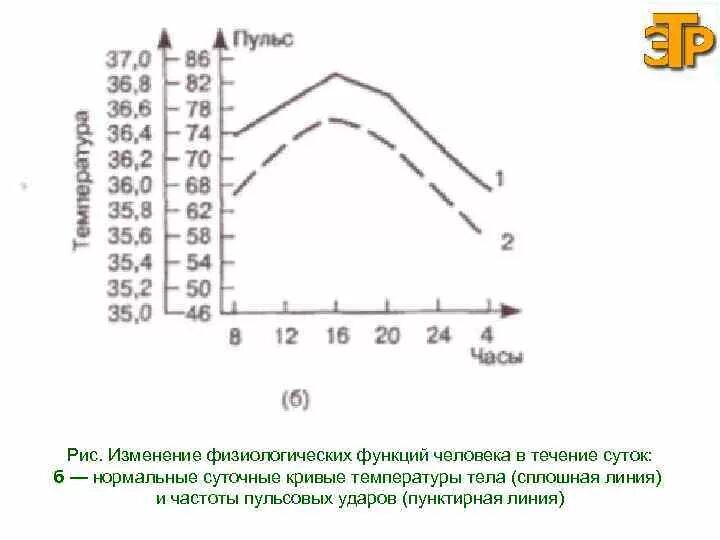 Погода в конце лета в течение суток. График суточной температуры тела человека. Изменение температуры человека в течение суток. Суточное изменение температуры тела. Физиологические функции человека в течение суток ….