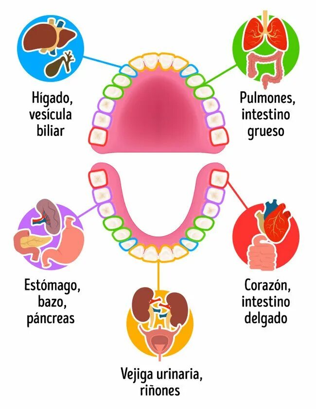 Связь зубов с органами. Взаимосвязь зубов и органов. Взаимосвязь зубов и внутренних органов. Зубы взаимосвязь с внутренними органами. Связь зубов и органов в организме.