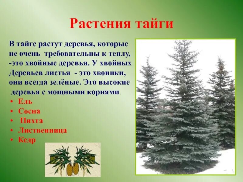 В еловых лесах произрастают. Ель пихта лиственница. Вечнозеленые хвойные деревья тайги. Пихта, кедр, лиственница тайги. Растения тайги.