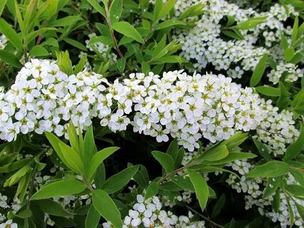 Кустарник невеста