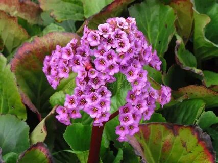 Bergenia crassifolia сырье
