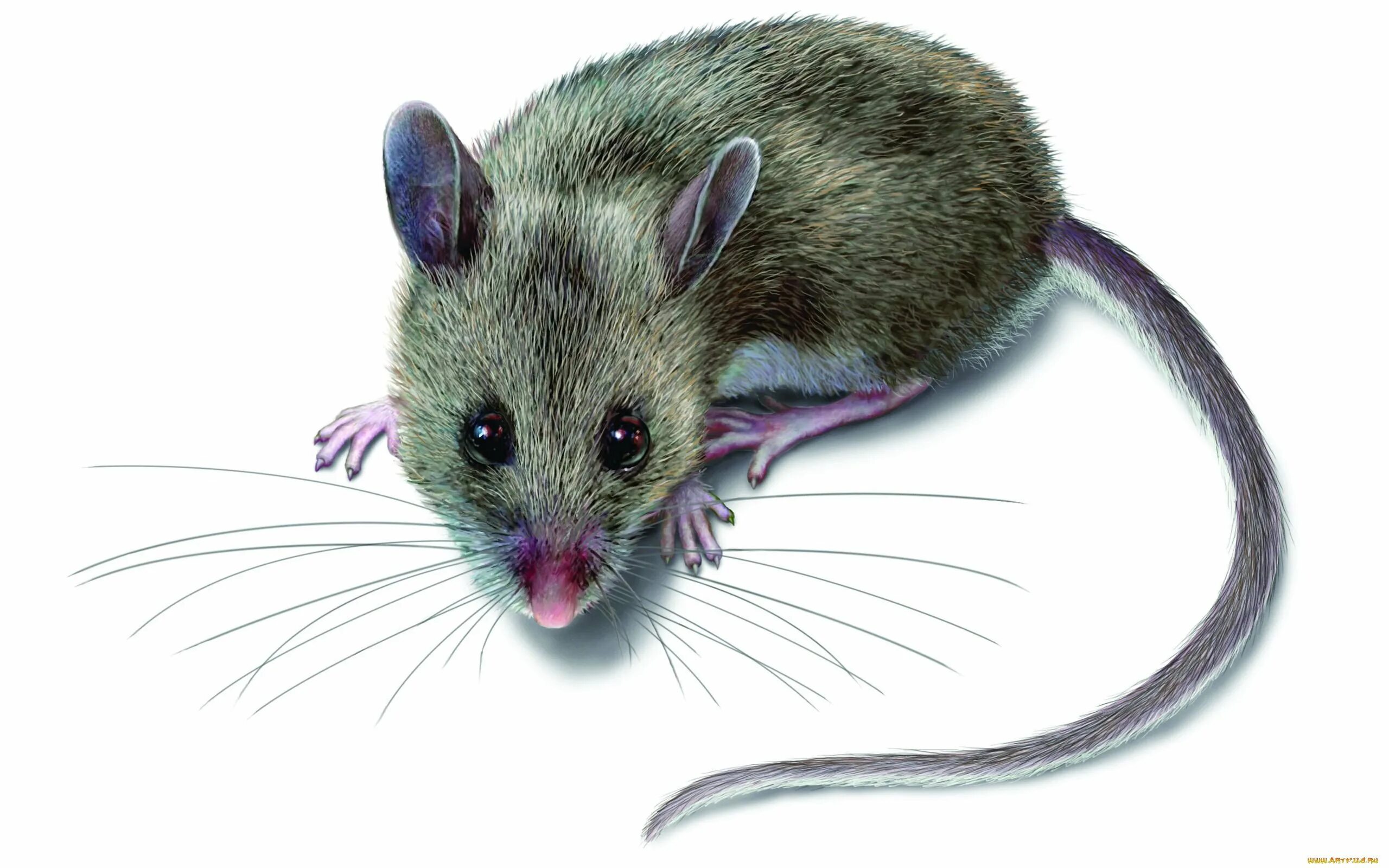 Болтун кто мышь. Мышь. Мышь для дошкольников. Мышка картинка для детей. Мышонок рисунок.