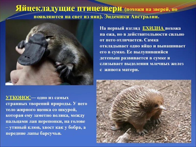 Почему яйцекладущие и сумчатые сохранились в основном. Однопроходные млекопитающие ехидна. у однопроходных (яйцекладущих). яйцекладущие млекопитающие. класс млекопитающие яйцекладущие.