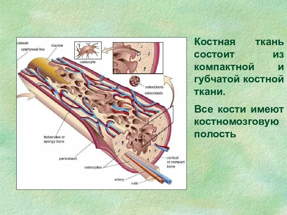 Костно мозговая полость. Косно мощговая полость. Костно модговая полостт. Губчатая и компактная костная ткань. Костномозговая полость кости