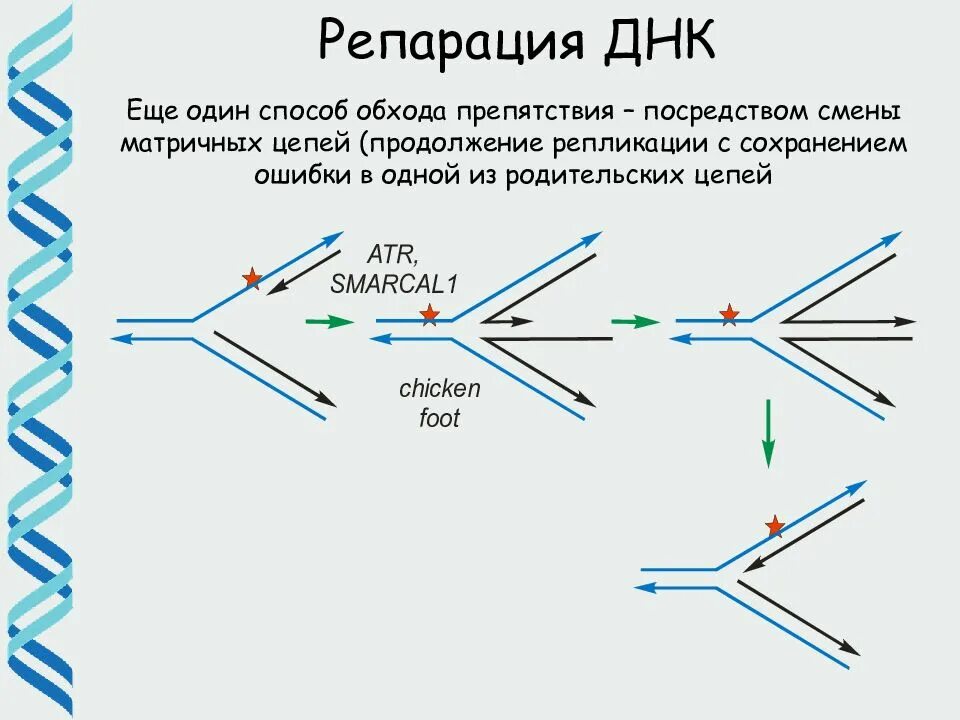 Ошибки репликации днк. Репарация днк. репликативная репарация. репликация и репарация. репарация днк и репликация днк.