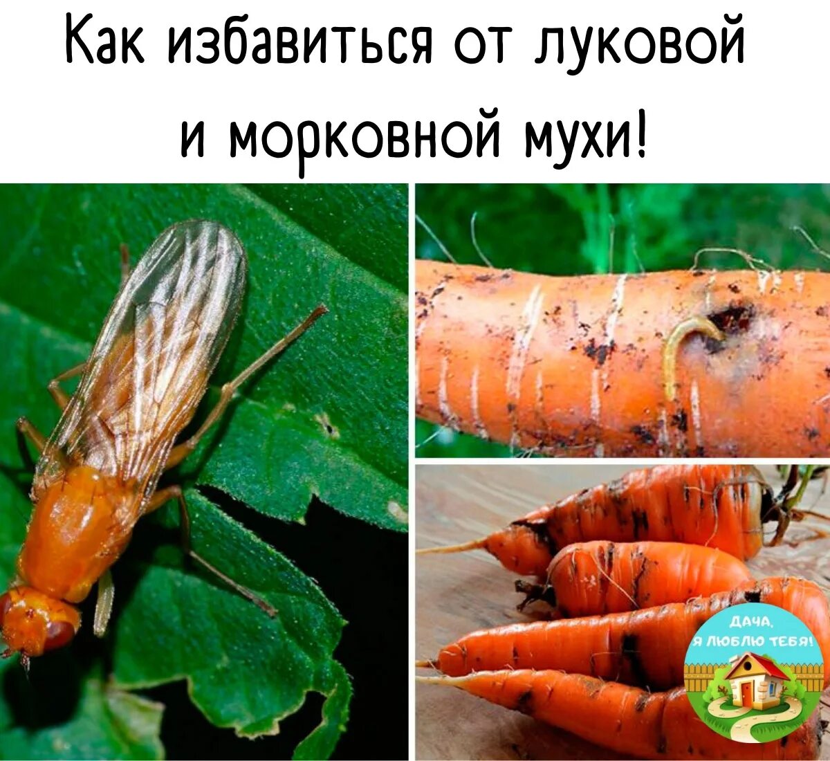 Луковая и морковная муха. Морковная Муха Psila Rosae. От луковой и морковной мухи. Средство от луковой и морковной мухи. Средства от луковой мухи и морковной мухи.
