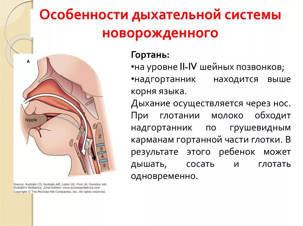 Детская гортань. Особенности строения дыхательных путей у новорожденных. Особенности дыхания у новорожденных детей. Надгортанник у новорожденных:надгортанник у новорожденных. Строение гортани у новорожденных.