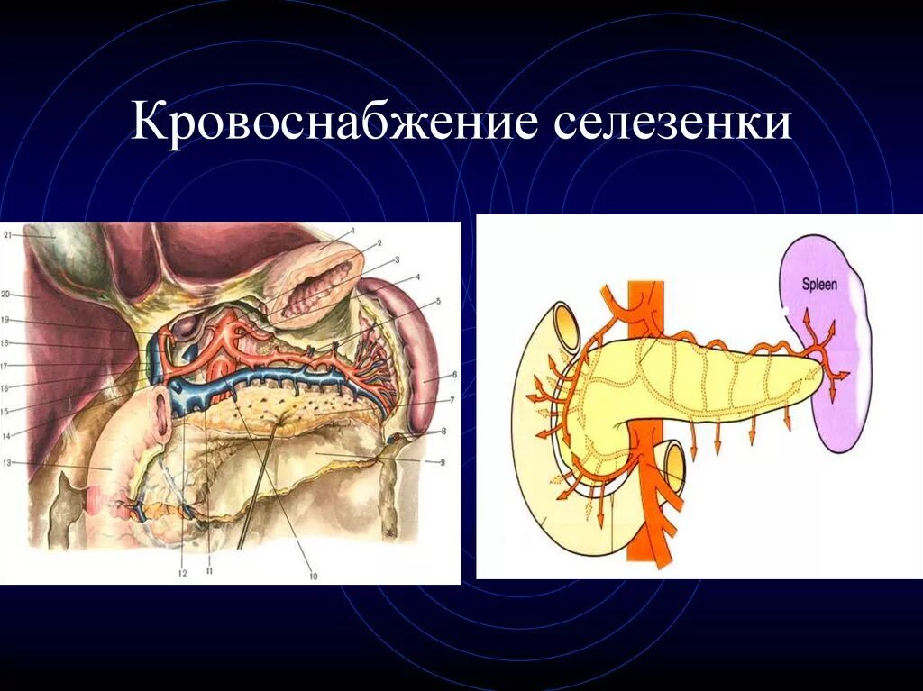 Артерии селезенки. Кровоснабжение зелезёнка. Кровоснабжение селезенки. Кровоснабжение селезенки схема. Селезенка кровоснабжение и иннервация.